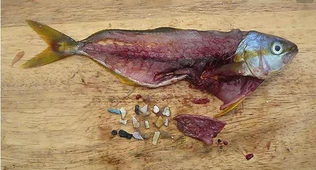 震驚!首次確認:人體已被微塑料污染!